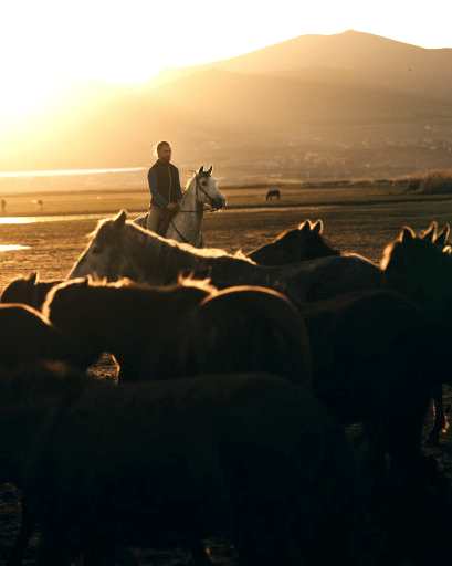 Kayseri Wild Horses Photo Shoot (Half Day)