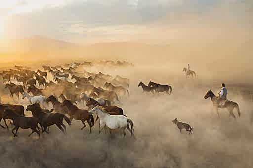 Full-Day Photography Tour with Wild Horses in Kayseri